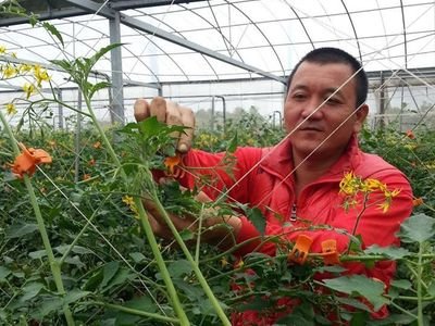金盆洗手從農 高世男種出免洗番茄