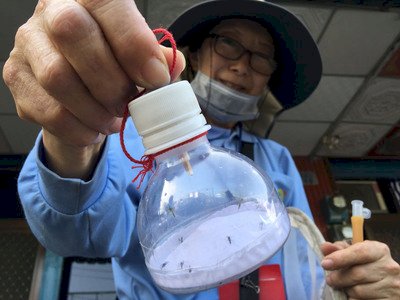暖化和都市化助長 登革熱衝擊全球