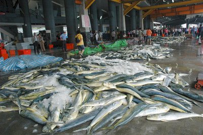 台日攜手解密鬼頭刀 盼追蹤族群分布