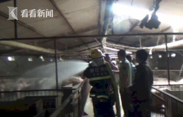 陸養豬場不來電 數千頭豬中暑了