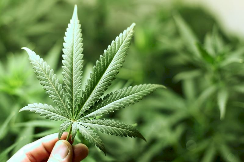 美參議員曝中國人湧入買地種大麻 還與墨西哥毒販聯手牟利