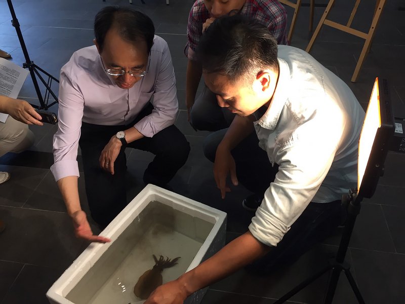 清大研究破解軟絲語 變換體色相互溝通