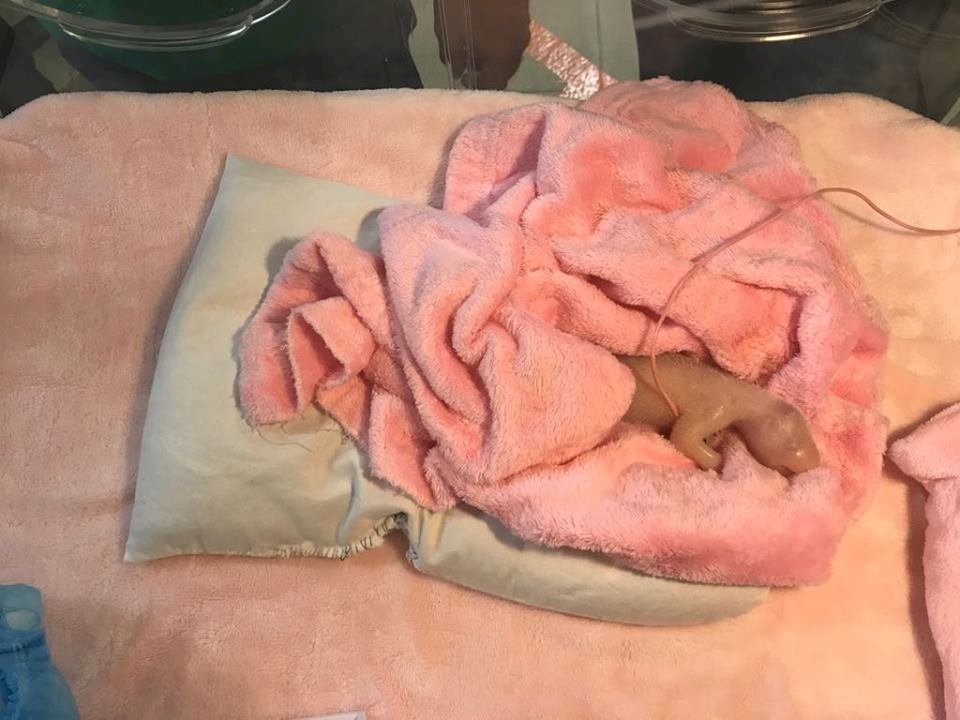 法國首度誕生貓熊寶寶 雙胞胎一隻夭折