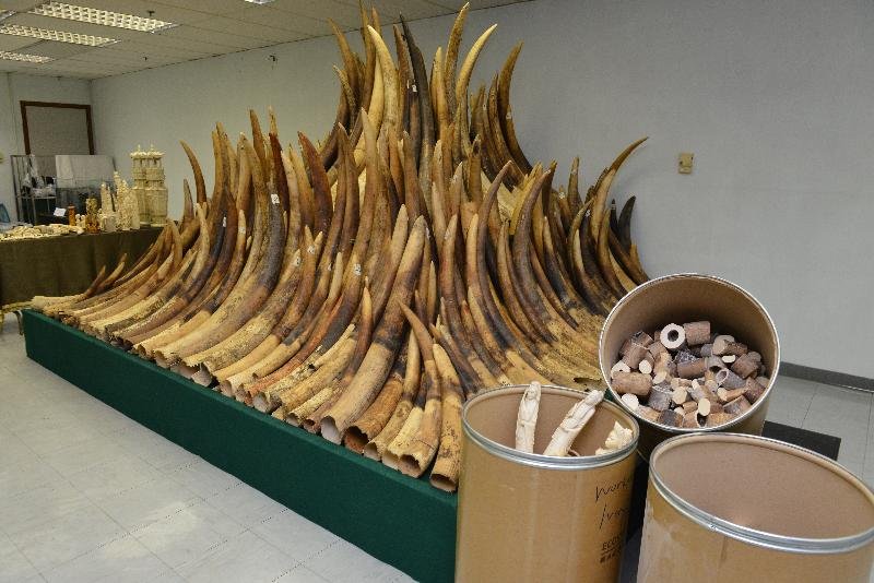 研究：打擊走私野生動物 香港做得不夠