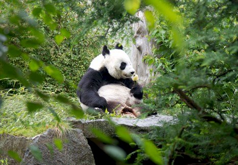 英動物園報喜 大貓熊甜甜傳有孕在身