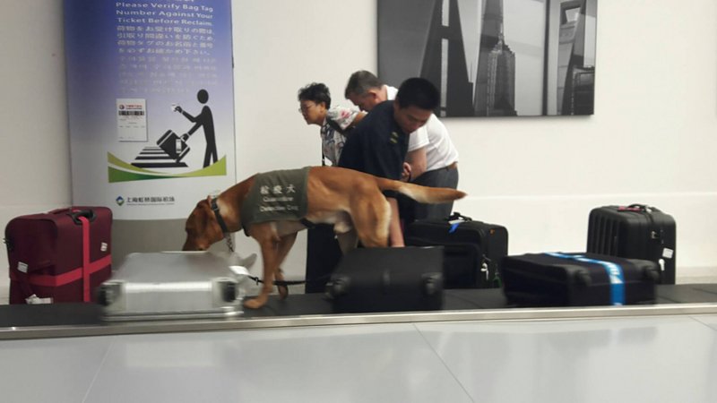 上海檢疫犬競爭激烈 39犬搶20職缺