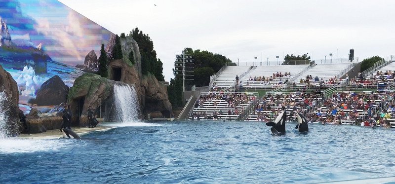 聖地牙哥海洋公園 虎鯨保育取代虎鯨秀