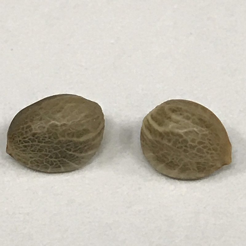 供內需外銷 斯里蘭卡官方擬種大麻