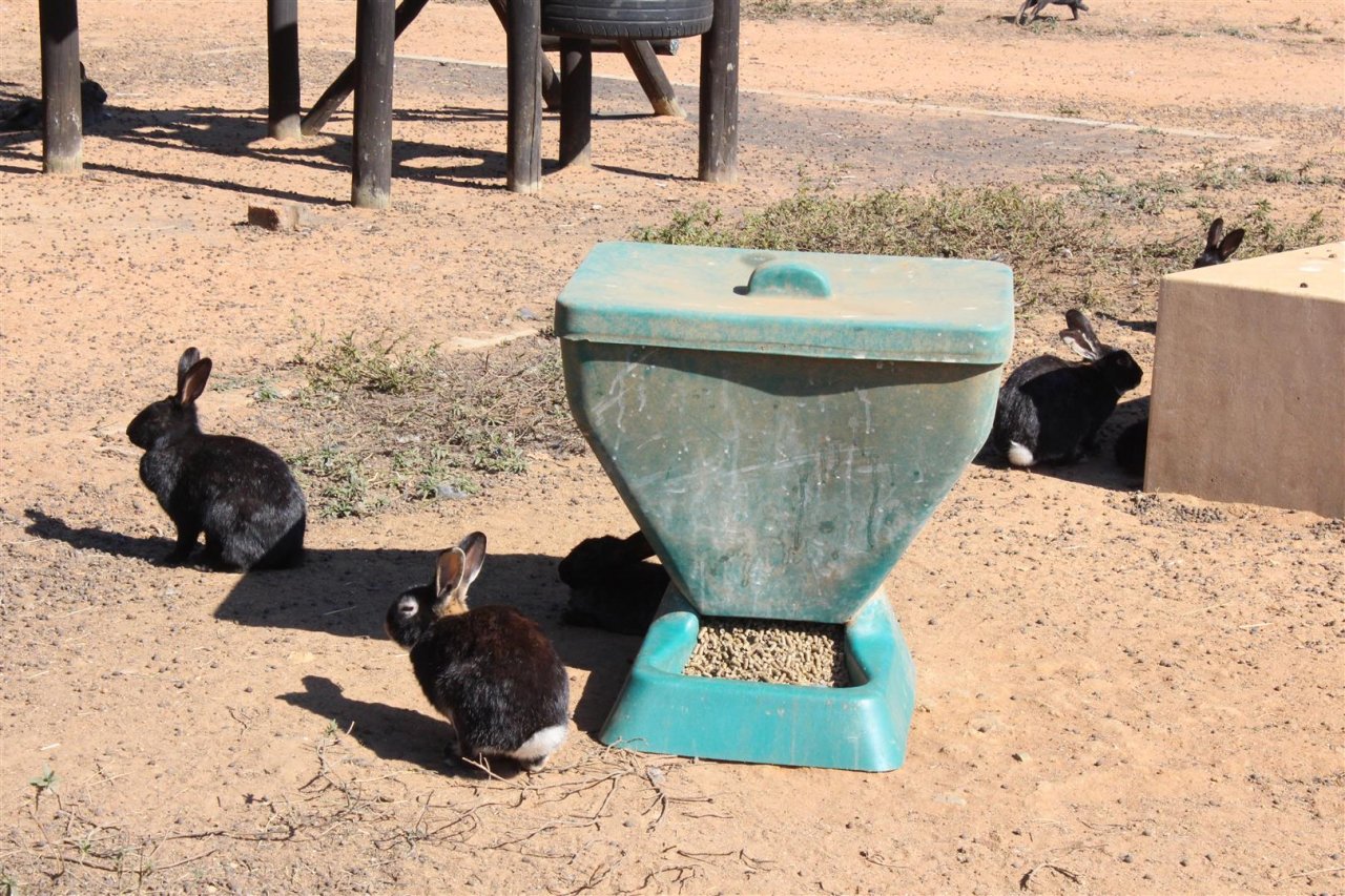 南非野兔為患 2000隻餵食動物園動物