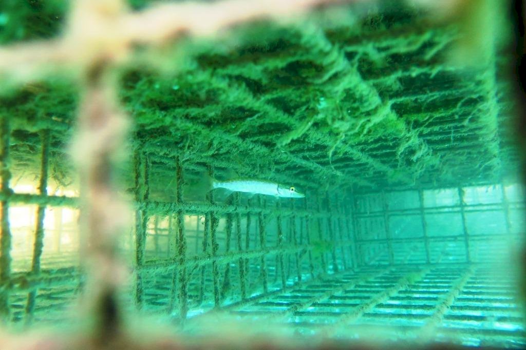 光保護不夠 法國開發海水魚復育系統