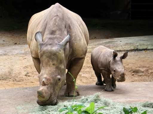 星動物園白犀牛寶寶 小跑步超萌亮相