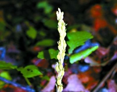 中國新發現蘭花品種 命名北京無喙蘭