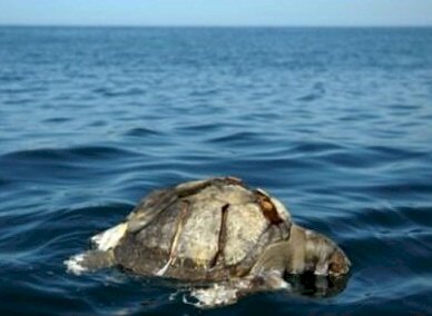 薩爾瓦多沿岸外海 數百具海龜死屍漂浮