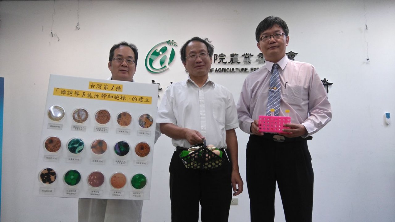 台首株雞幹細胞株建立 國內首重保種復育