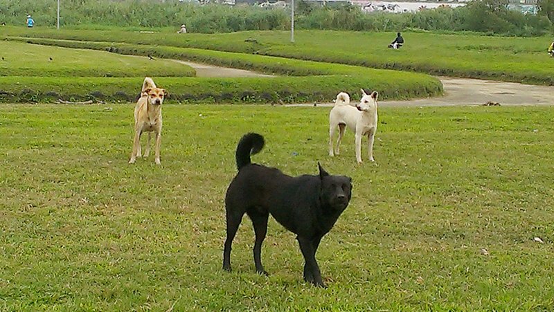民眾提全面禁捕TNR動物 附議成案