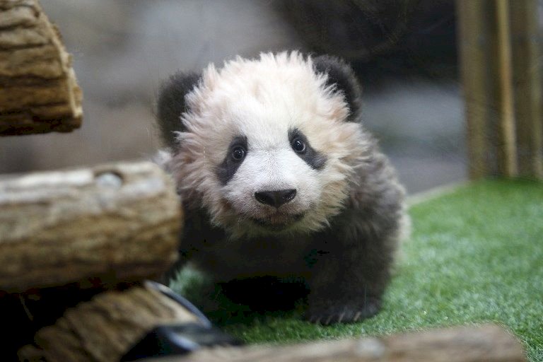 首隻在法國誕生小貓熊 命名為圓夢
