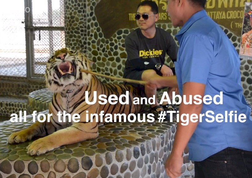 激怒老虎供遊客拍照 泰國動物園被罵翻