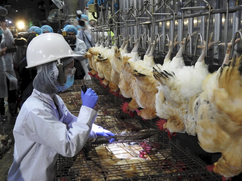 首現低病原H5N6 南投禽場撲殺萬隻鴨