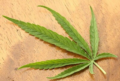 法國大麻合法化呼聲漸起 智庫建議專賣管理