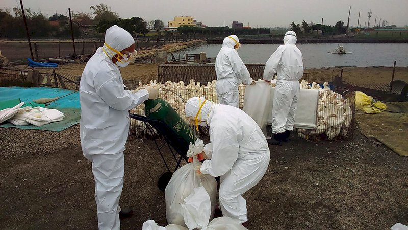 彰化二林現禽流感 撲殺1362隻肉鴨