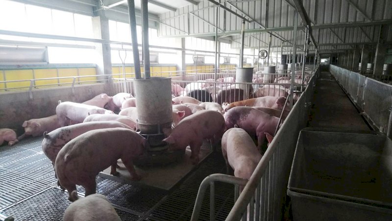 豬舍邊養豬邊改建 台糖養豬量創史上新低