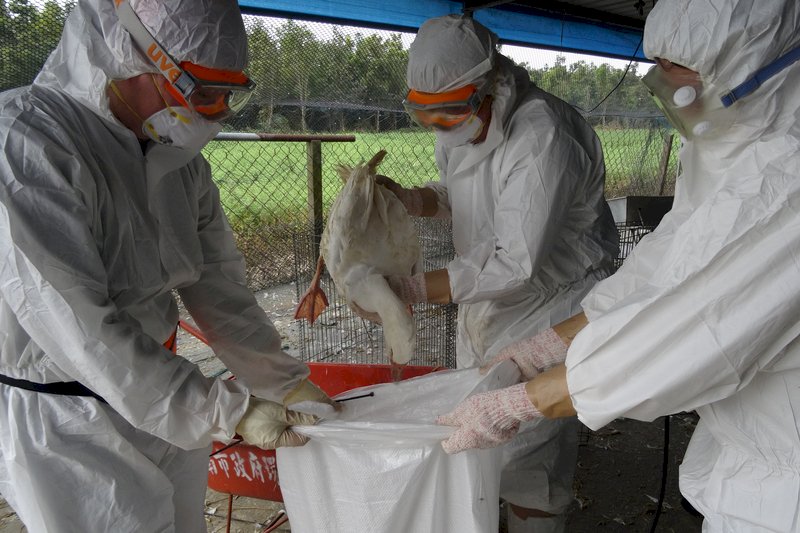 義韓禽流感嚴峻 台灣新添4例已撲殺