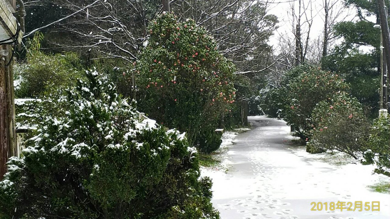 入冬最強寒流發威 陽明山鞍部下雪