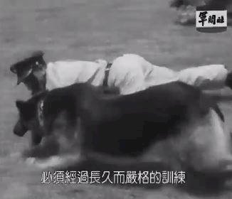 教軍犬匍匐前進 憲兵以身示範