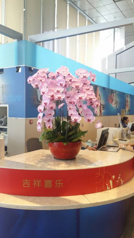 新加坡春節年花 台灣蝴蝶蘭超人氣
