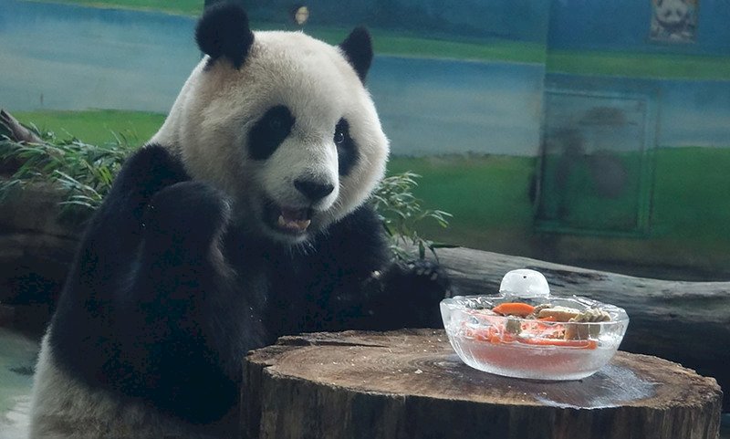過新年圓仔一家吃大餐 美洲獅寶瘋玩福袋