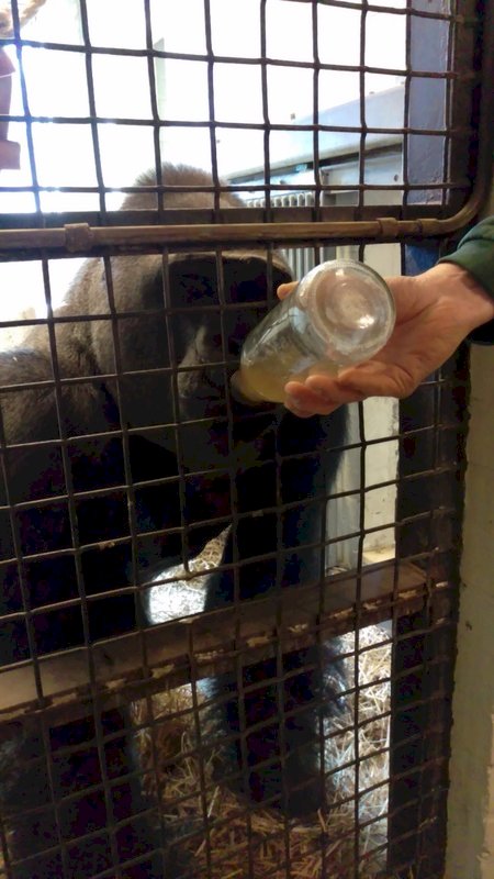 金剛猩猩抵荷蘭 園方護送展開新生活
