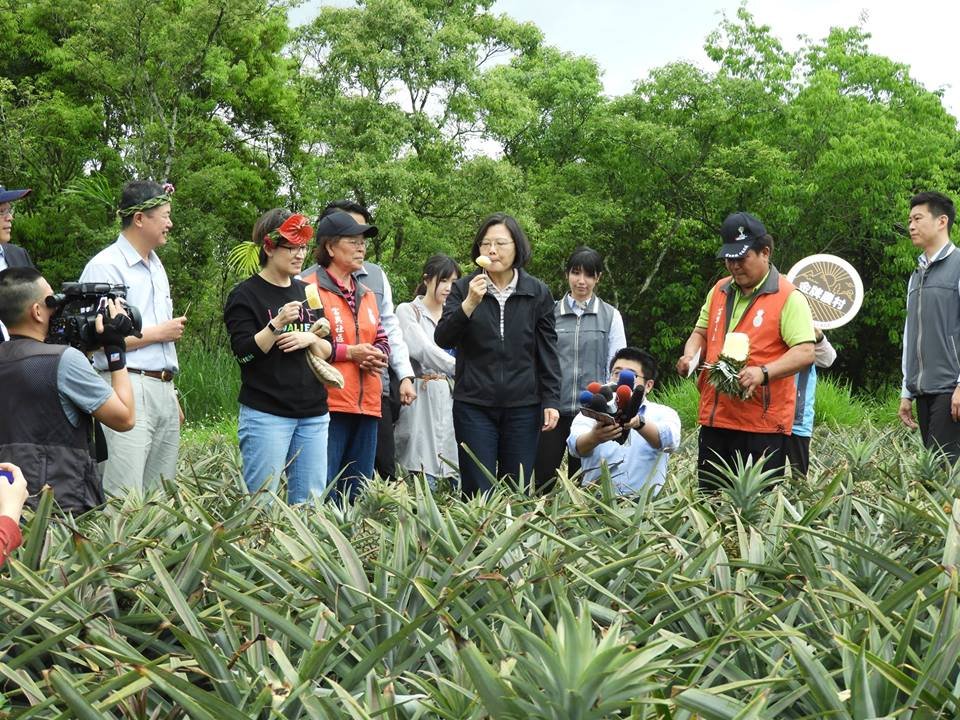 支持農村產業化 蔡總統親採鳳梨