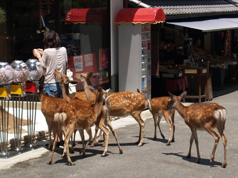 餵鹿被咬傷案件增 日奈良公園立告示牌