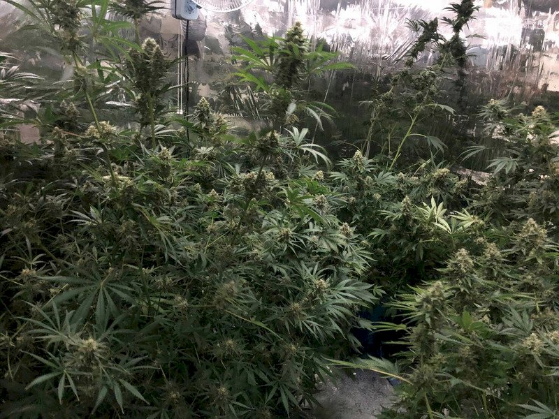 立場丕變 美眾院前議長推全國大麻合法