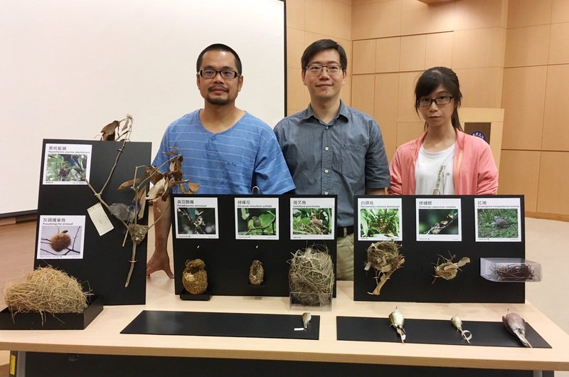 鳥怎麼築巢  中研院發現跟基因有關