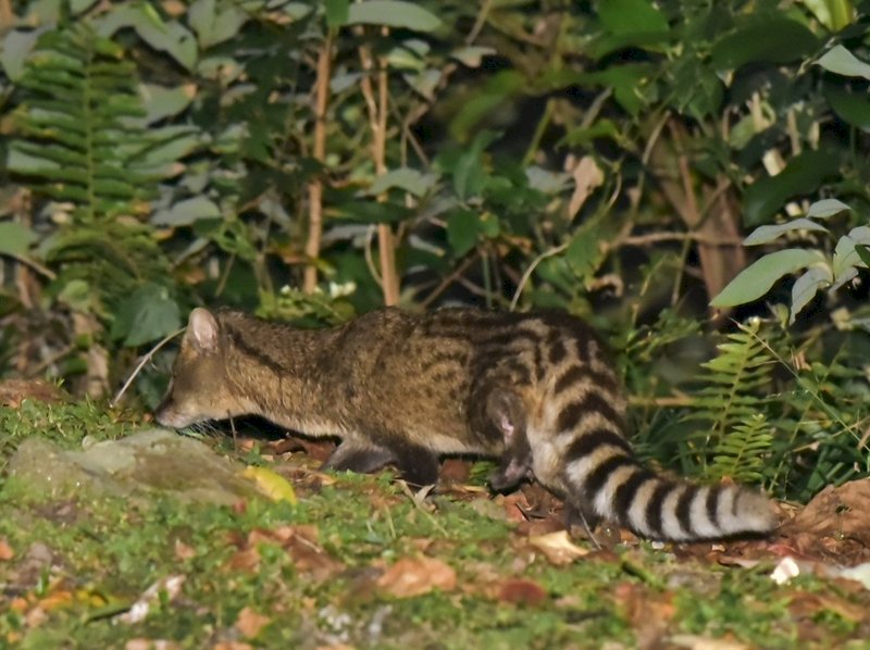 人類影響不著痕跡 動物改過夜生活