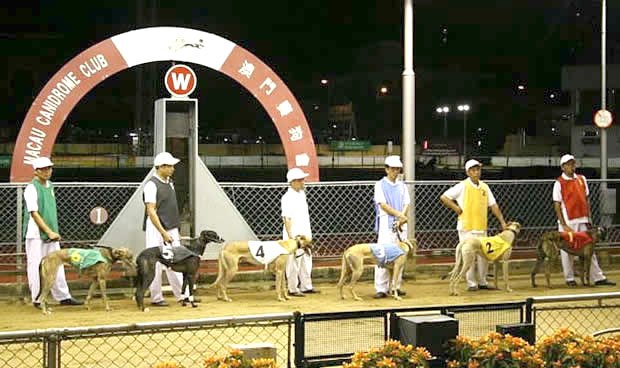 澳門賽狗場關閉 600隻格雷伊獵犬找家