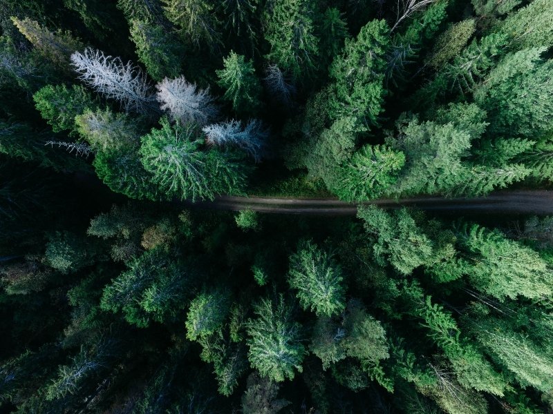 世界各國領袖將承諾 2030年前終止森林砍伐