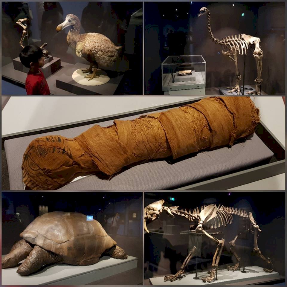 大英自然史博物館特展 227件珍藏首登台