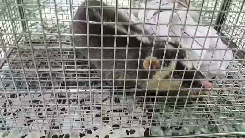 狂犬病鼬獾連續咬傷人 花蓮10鄉鎮提高警覺