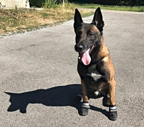 北極飆溫32度  瑞士警犬要穿鞋防燙傷