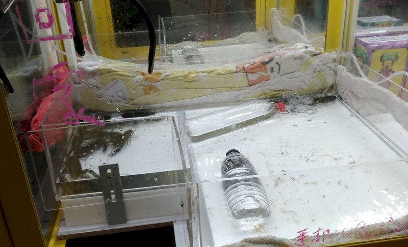 夾娃娃機放活體物 立院報告：檢討動保法