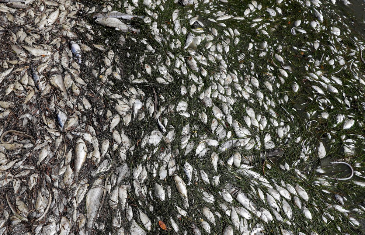 紅潮襲美 佛州海洋生物遺體遍布陷危機