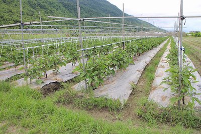 農業設施排除房地合一稅 即日生效