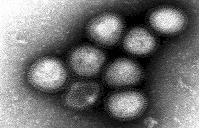 紐時：中國拒絕向美提供H7N9病毒樣本