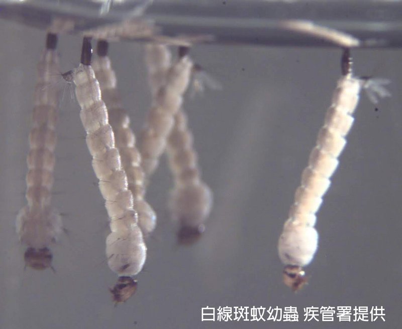 新北登革熱再拉警報 增土城新個案