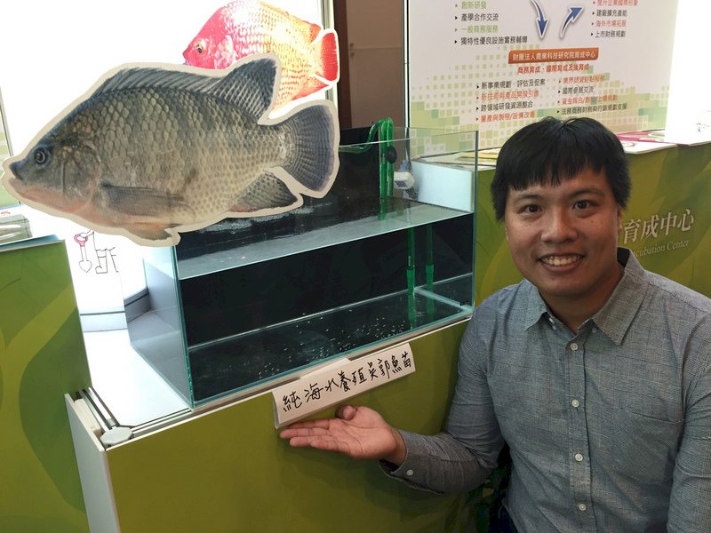 全球唯一 水試所培育出大型海水養殖吳郭魚