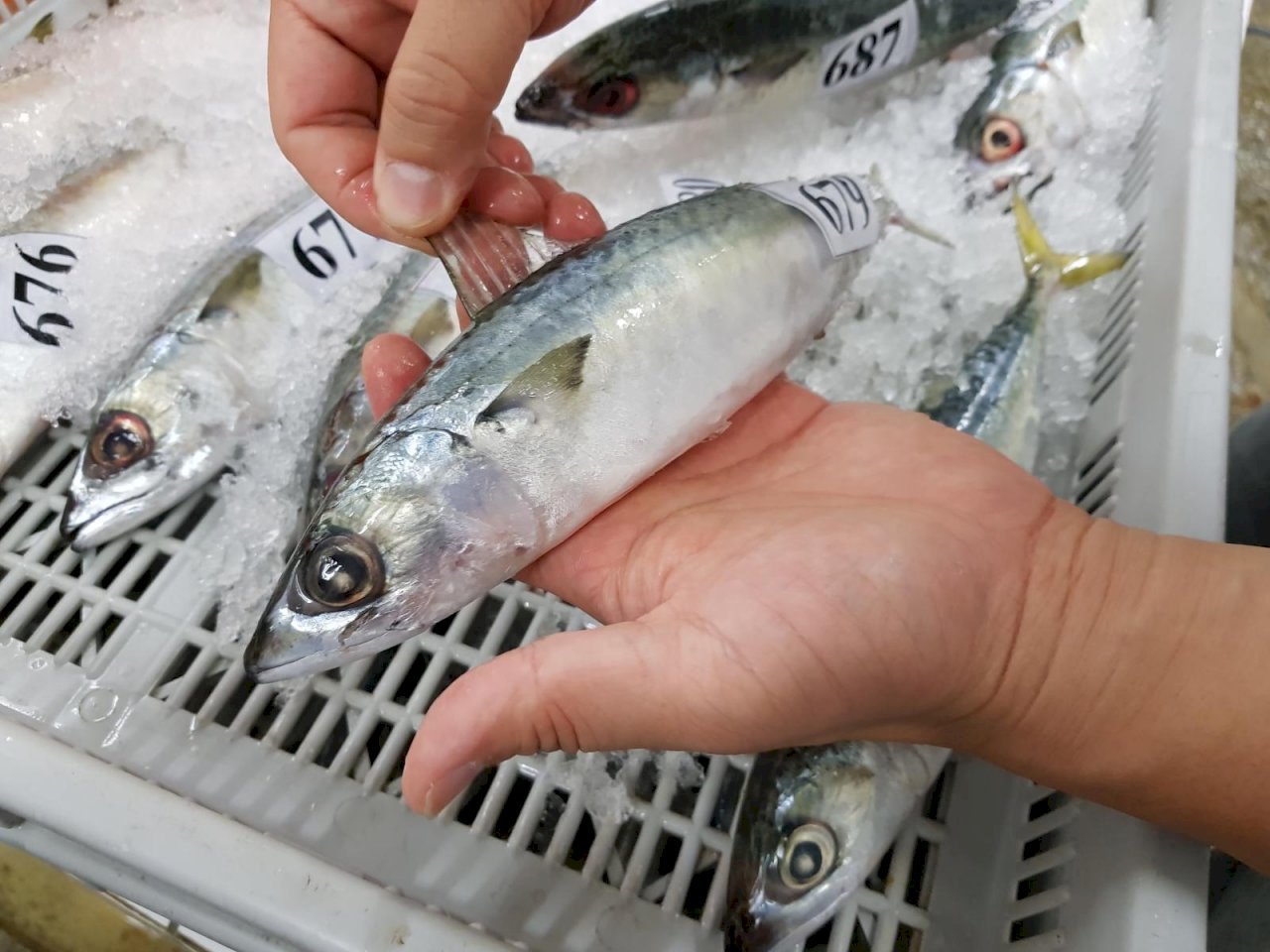 秋風起，臺灣鯖魚「尚青」，為何市場充斥挪威鯖魚？
