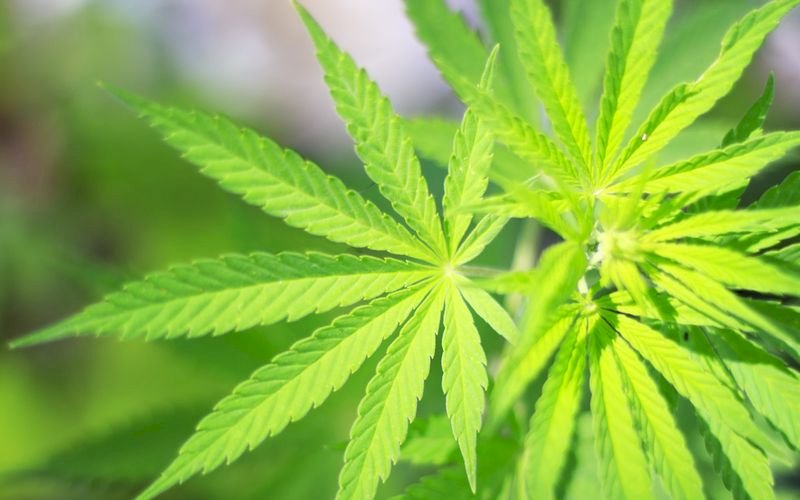 中國黑幫用「奴隸」種大麻 包裹直送禍害歐盟