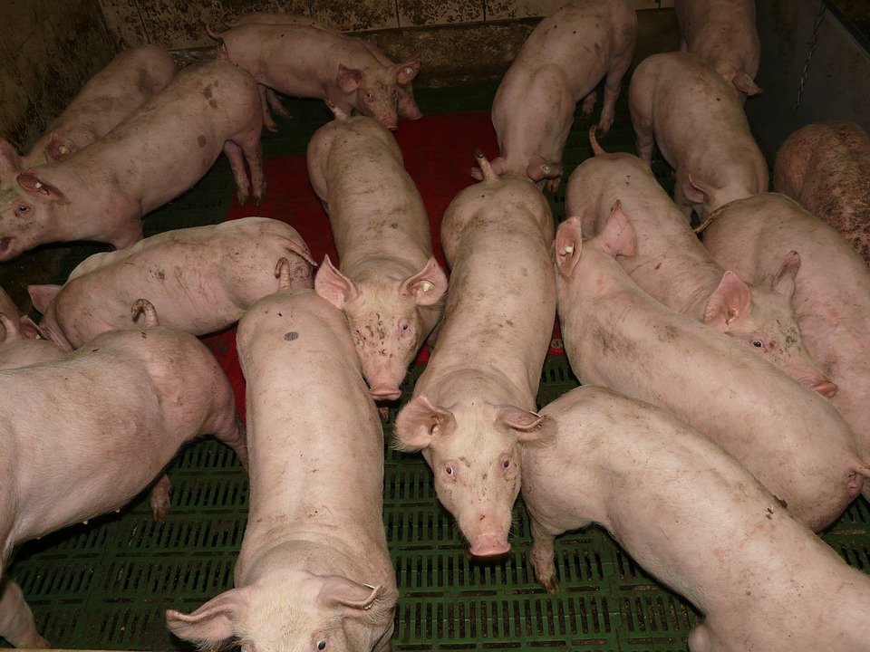 非洲豬瘟肆虐越南44省 豬肉漲價2成影響民生